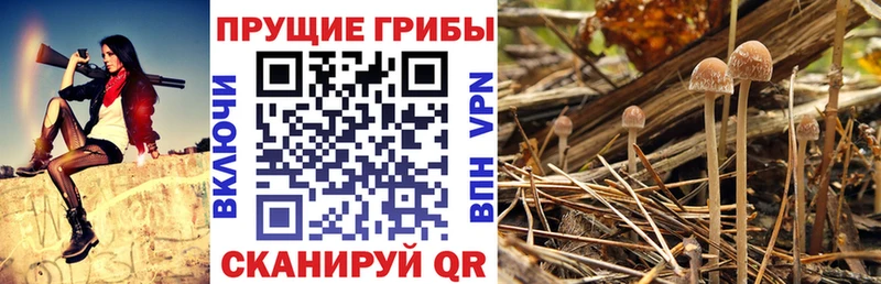 нарко площадка официальный сайт  Салехард  Псилоцибиновые грибы Magic Shrooms 